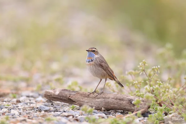 Blaukehlchen Luscinia Svecica Männlich Japan — Stockfoto