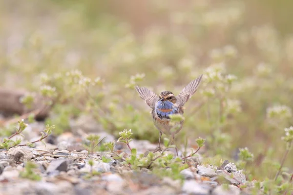 Bluethroat Luscinia Svecica 男性在日本 — 图库照片