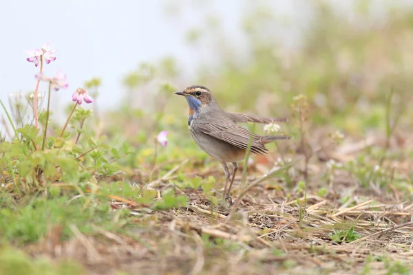 Bluethroat Luscinia Svecica Mâle Japon — Photo