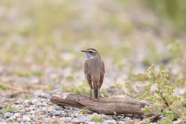 Blauwborst Luscinia Svecica Man Japan — Stockfoto