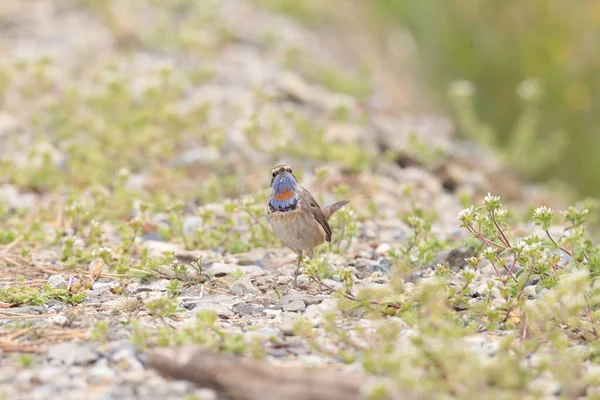 Garganta Azul Luscinia Svecica Macho Japón — Foto de Stock