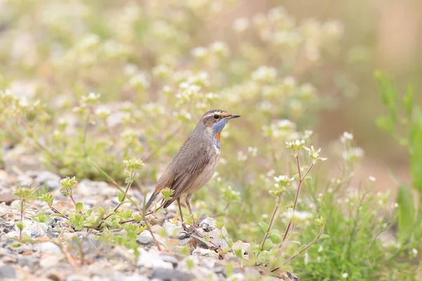 Bluethroat Luscinia Svecica 男性在日本 — 图库照片