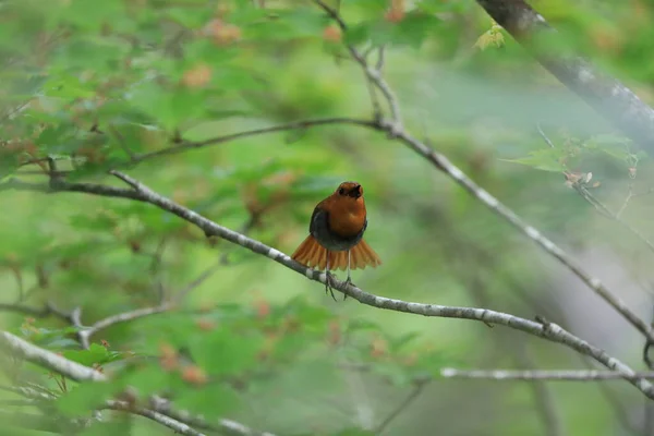 Robin Japonês Luscinia Akahige Macho Japão — Fotografia de Stock