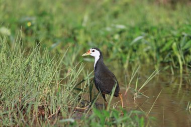 Beyaz Göğüslü Su Tavuğu (Amaurornis phoenicurus) Borneo Adası, Malezya