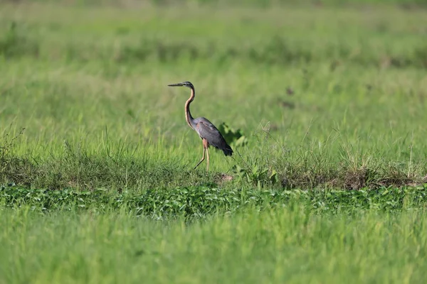 Purple Heron Ardea Purpurea Borneo Island Malaysia — ストック写真