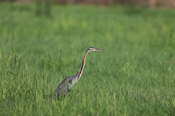 Purple Heron Ardea Purpurea Borneo Island Malaysia — стоковое фото