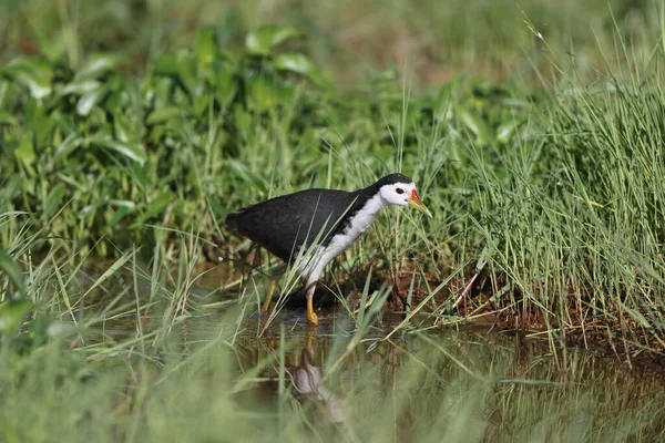 Bílá Vodnice Amaurornis Phoenicurus Ostrově Borneo Malajsii — Stock fotografie