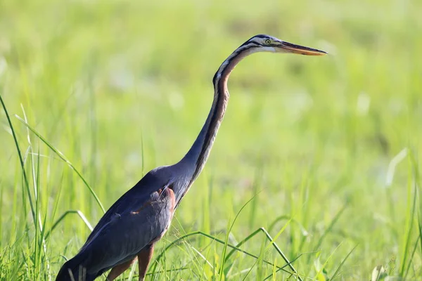 Airone Viola Ardea Purpurea Nell Isola Del Borneo Malesia — Foto Stock