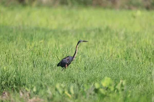 Пурпурная Цапля Ardea Purpurea Острове Борнео Малайзия — стоковое фото