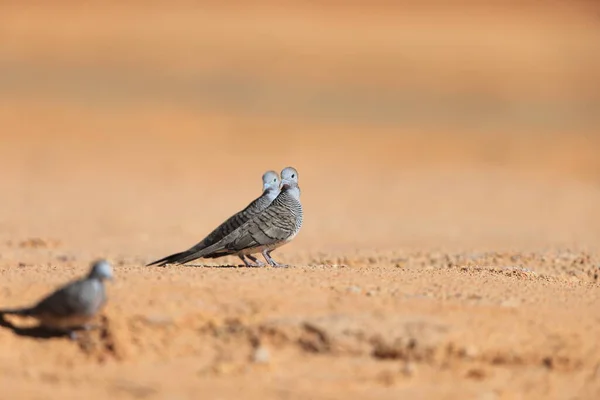 Gołąb Zebry Geopelia Striata Wyspie Borneo Malezja — Zdjęcie stockowe