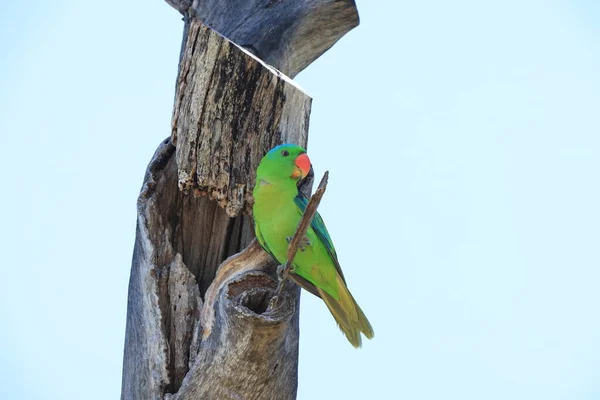 Blue Naped Parrot Tanygnathus Lucionensis Borneo Island Malaysia — Stock Photo, Image