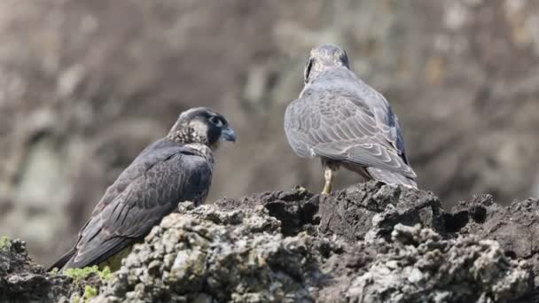 Peregrine Falcon Falco Peregrinus Japonsku Stock Video