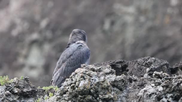 Falcon Peregrino Falco Peregrinus Japón — Vídeos de Stock