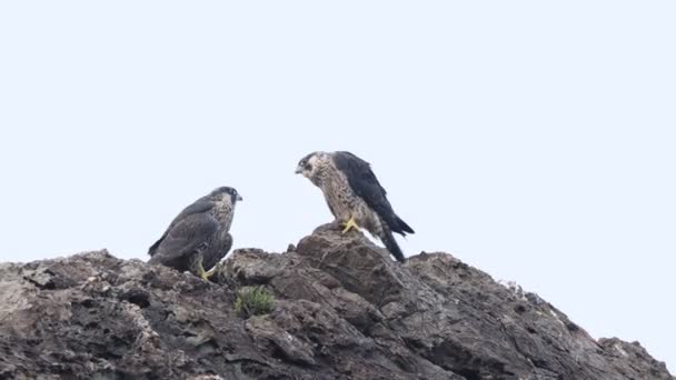 Peregrine Falcon Falco Peregrinus Japánban — Stock videók