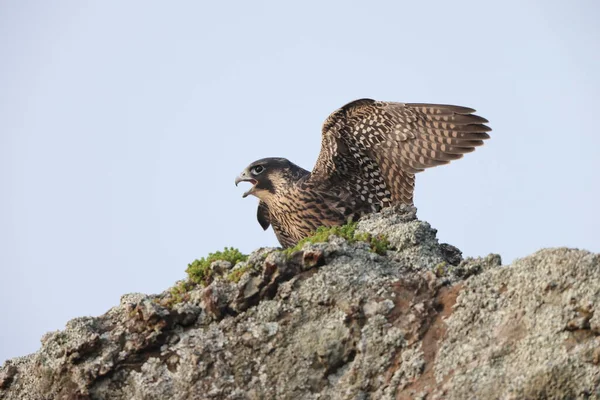 Peregrine Falcon Falco Peregrinus Japonsku — Stock fotografie