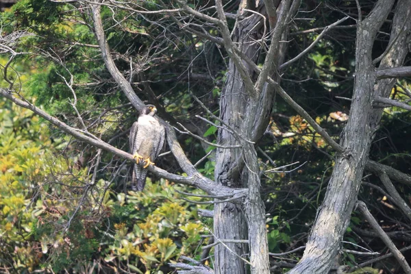 Sokół Wędrowny Falco Peregrinus Japonii — Zdjęcie stockowe