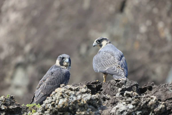 Peregrine Falcon Falco Peregrinus Японии — стоковое фото