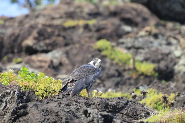 Peregrine Falcon Falco Peregrinus Japonsku — Stock fotografie