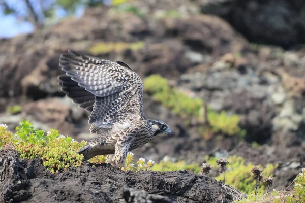 Sokół Wędrowny Falco Peregrinus Japonii — Zdjęcie stockowe