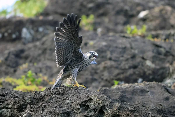 日本的Peregrine Falcon Falco Peregrinus — 图库照片