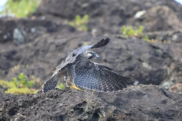 Sokół Wędrowny Falco Peregrinus Japonii — Zdjęcie stockowe
