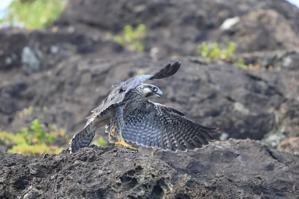 Peregrine Falcon Falco Peregrinus Japonsku — Stock fotografie