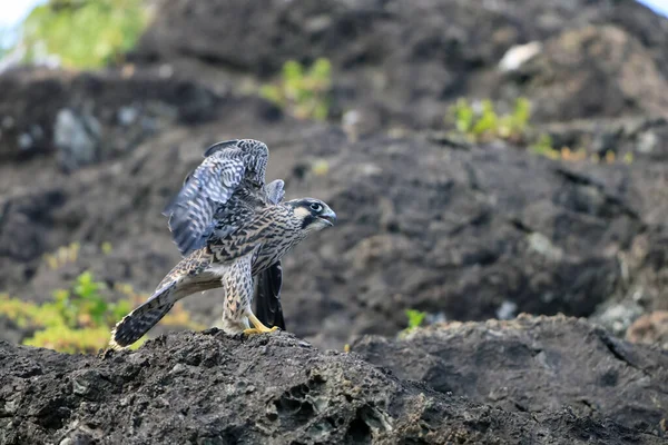 Peregrine Falcon Falco Peregrinus Στην Ιαπωνία Εικόνα Αρχείου
