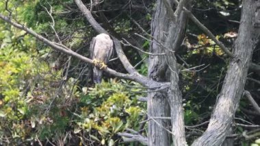 Japonya 'da Peregrine Falcon (Falco peregrinus)