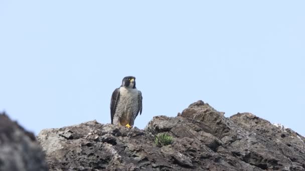 Peregrine Falcon Falco Peregrinus Japão Filmagem De Stock