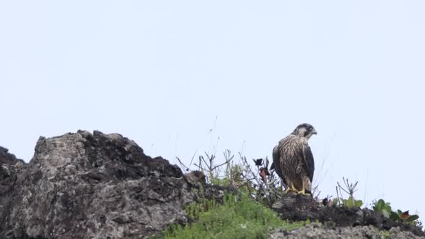 Peregrine Falcon Falco Peregrinus Japan — Stock Video