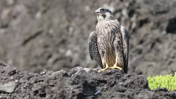 Falcon Peregrino Falco Peregrinus Japón — Vídeo de stock
