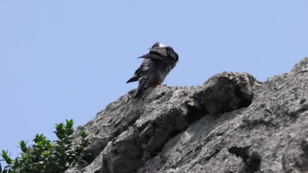 Peregrine Falcon Falco Peregrinus Japonsku Royalty Free Stock Video
