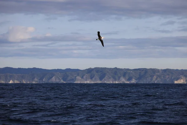 Laysan Albatross Diomedea Immutabilis Japan — Stock Photo, Image