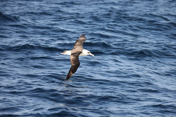 Laysan Albatross Diomedea Immutabilis Japonsku — Stock fotografie