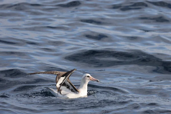 Laysan Albatross Diomedea Immutabilis Japonii — Zdjęcie stockowe