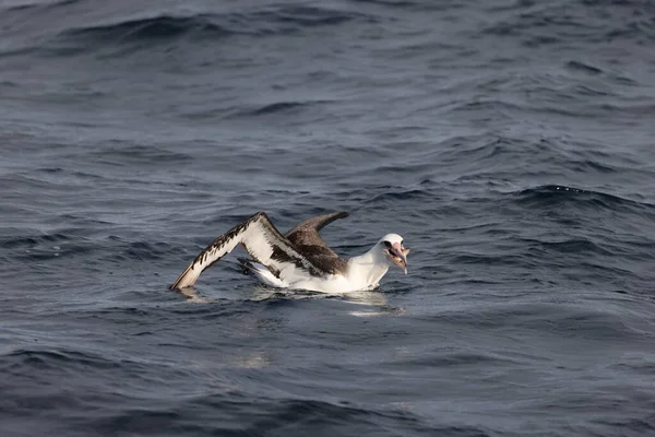 Laysan Albatross Diomedea Immutabilis Japan — Stockfoto
