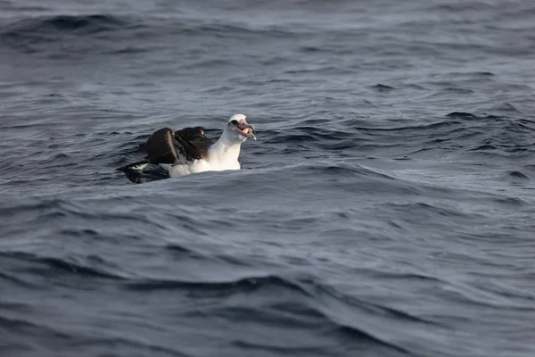 Laysan Albatross Diomedea Immutabilis Japonsku — Stock fotografie