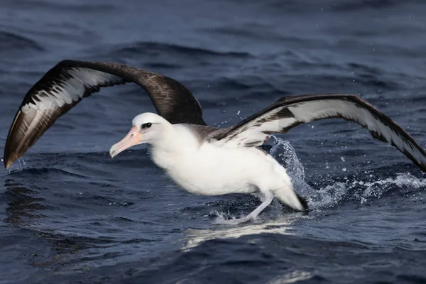 Albatros Laysan Diomedea Immutabilis Japon — Photo