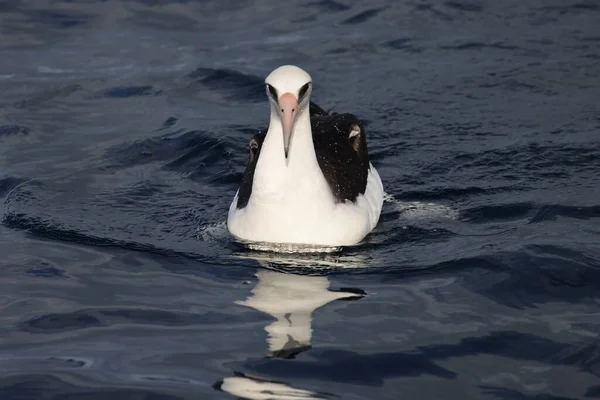 Laysan Albatross Diomedea Immutabilis Japan — Stock Photo, Image