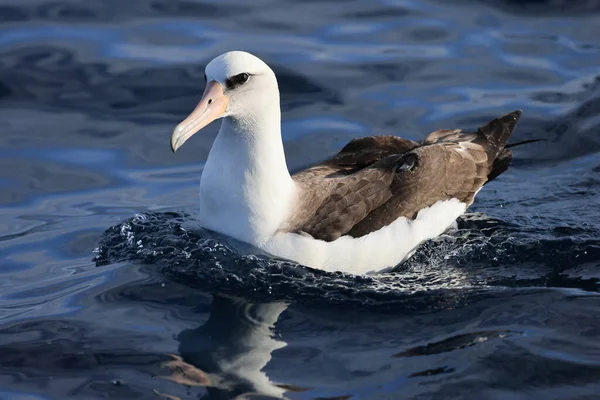 Laysan Albatros Diomedea Immutabilis Japan — Stockfoto