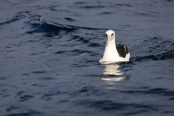 Laysan Albatross Diomedea Immutabilis Японії — стокове фото