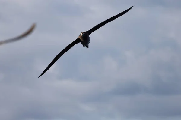 Zwarte Albatros Diomedea Nigripes Japan — Stockfoto