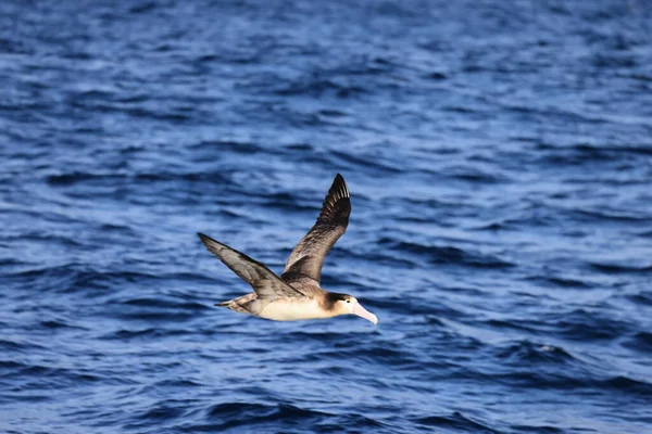 Short Tailed Albatross Diomedea Albatrus Japan — Stock Photo, Image