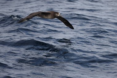 Japonya 'da siyah ayaklı albatros (Diomedea nigripes)