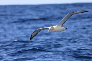 Japonya 'da kısa kuyruklu albatros (Diomedea albatrus)