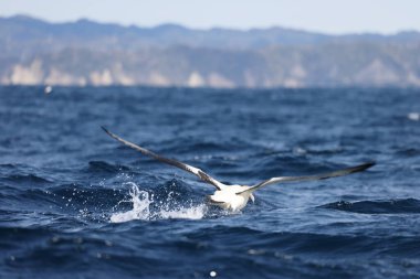 Japonya 'da kısa kuyruklu albatros (Diomedea albatrus)