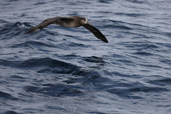 Fekete Lábú Albatrosz Diomedea Nigripes Japánban — Stock Fotó
