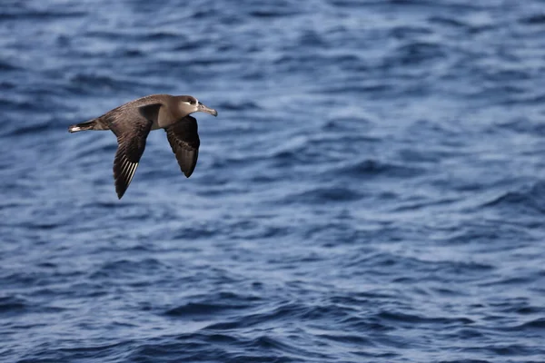 Černonohý Albatros Diomedea Nigripes Japonsku — Stock fotografie