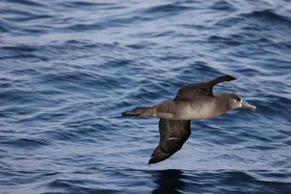 Albatroz Pés Negros Diomedea Nigripes Japão — Fotografia de Stock