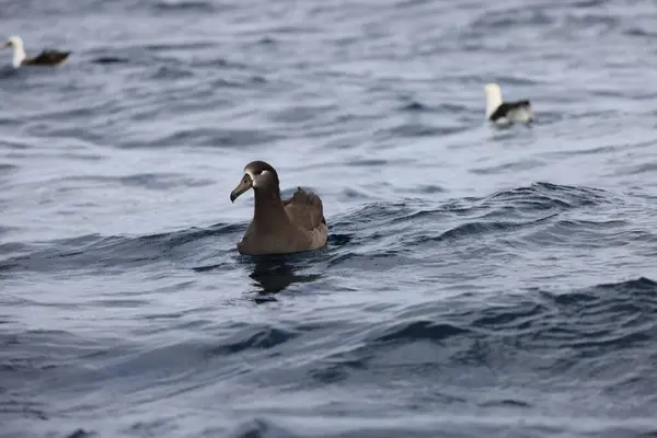 Fekete Lábú Albatrosz Diomedea Nigripes Japánban — Stock Fotó